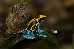 Poison Frog