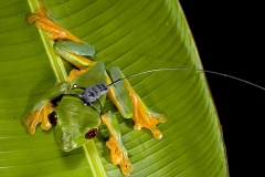 Gliding Tree Frog