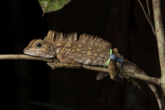 Bornean angle-headed lizard