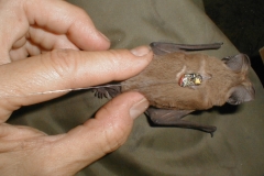 Free-Tailed Bat