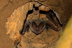 White-throated Round-eared Bat
