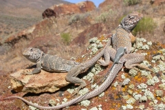 Great Basin Collared Lizard