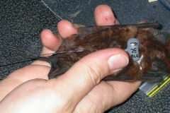 Free-Tailed Bat