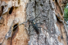 Capricorn Beetle