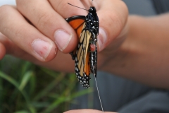 Monarch Butterfly