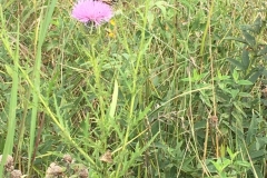Monarch Butterfly