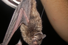 Indiana Bat