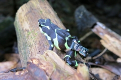 Limosa Harlequin Frog