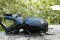 Scapanes Beetle