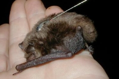 Daubenton's Bat