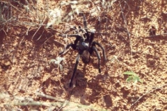 Tarantula