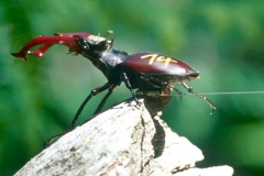 Stack Beetle