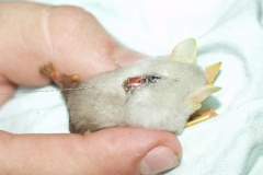 Honduran White Bat