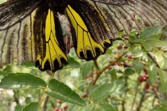 Golden Birdwing