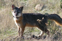 Island Fox
