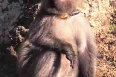 Japanese Macaque