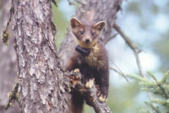 Pine Marten