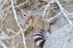 Ringtail