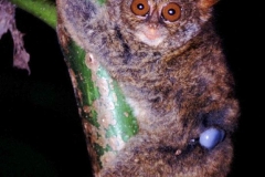 Sulawasi Tarsier