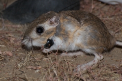 Giant Kangaroo Rat
