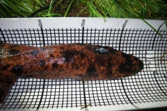 Japanese Giant Salamander