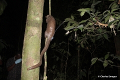 White-Bellied Pangolin