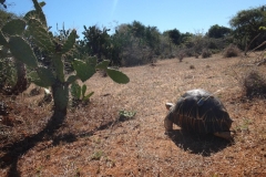 Radiated Tortoise