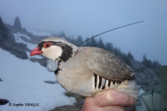 Rock Partridge