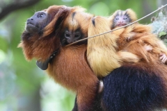 Golden Lion Tamarin