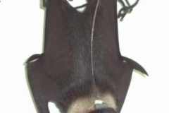 Fruit Bat