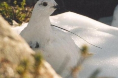 White-Tailed Ptarmigan