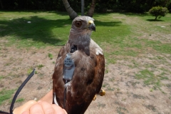 Ridgway's Hawk