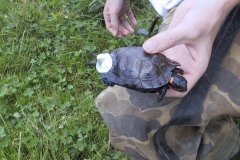 Bog Turtle