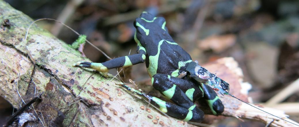LB-2X harnessed to a Limosa Harlequin frog (Atelopus limosus)